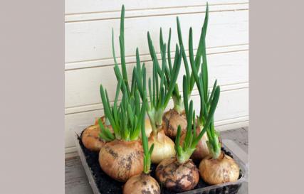 How to quickly grow green onions at home?