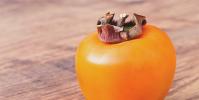 The benefits and harms of persimmons for the human body