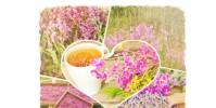 Herbata Ivan (fireweed): zbieranie i suszenie w domu