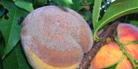 Peach leaf curl fight folk remedies