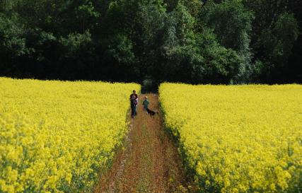 Rapeseed, rapeseed oil, beneficial properties and applications