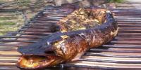 Hot smoked pike How to cook pike for cold smoking