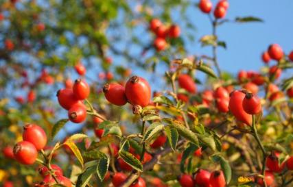 Rosehip vitamins and microelements Vitamins contained in rosehip