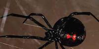 Почему нельзя убивать пауков Можно ли убивать пауков в доме приметы