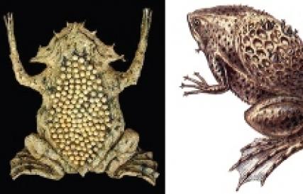 Difference between amphibians and other animals Stages of development of amphibians