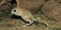 Jerboa otthon