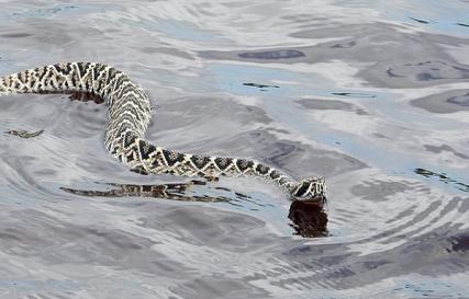 Miért álmodsz egy kígyóval a vízben?