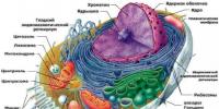 Studium der Ribosomen.  Ribosomen.  Was ist ein Ribosom?