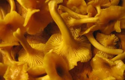 Chanterelles: how long to cook before frying and for soup